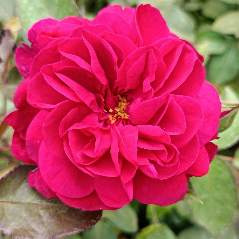 Rosal David Austin Darcey Bussel (Rosal de pie alto) (Floración)