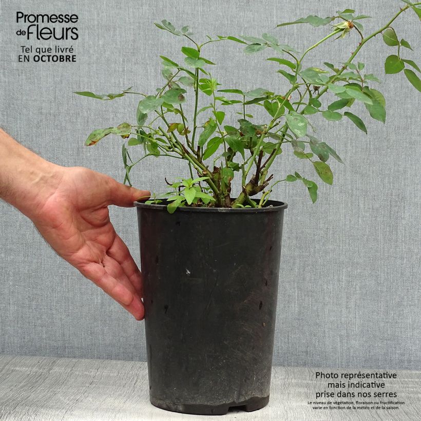 Ejemplar de Rosal Darcey Bussel Maceta 4L/5L entregado en otoño