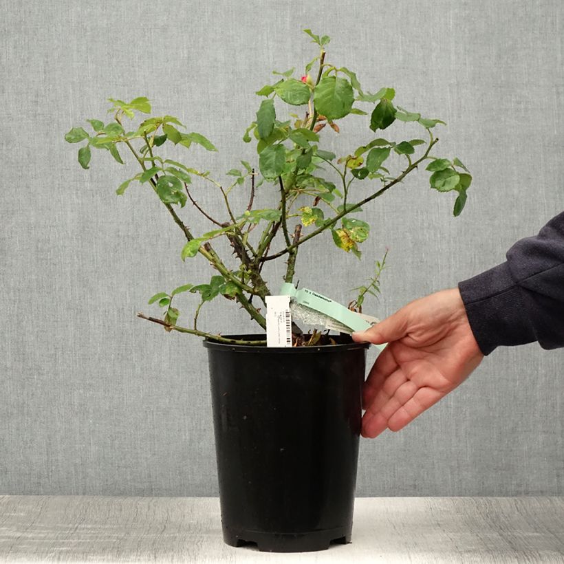 Ejemplar de Rosal Desdemona Maceta 4L/5L entregado en verano