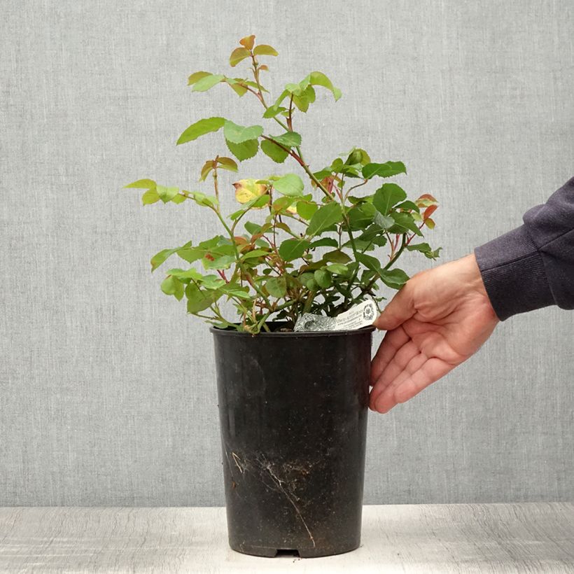 Ejemplar de Rosal Emily Brontë Maceta 4L/5L entregado en verano