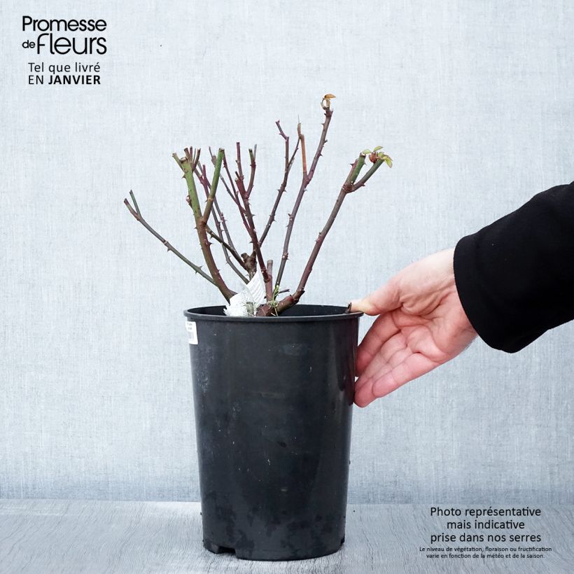 Rosal Gentle Hermione Maceta 4L/5L Ejemplar entregado en invierno