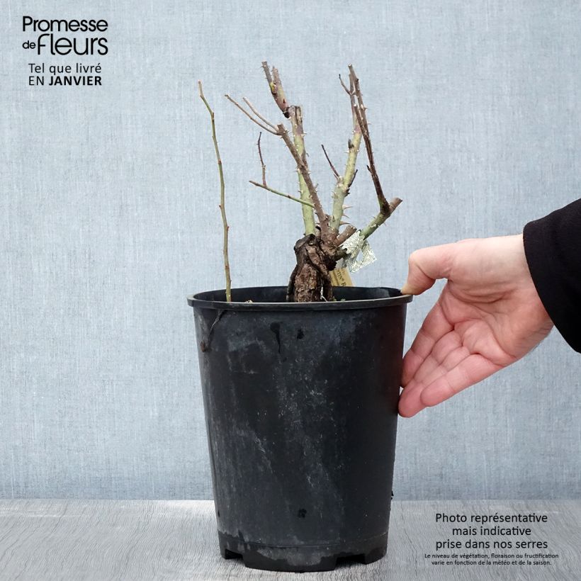 Rosal Gertrude Jekyll Maceta 4L/5L Ejemplar entregado en invierno