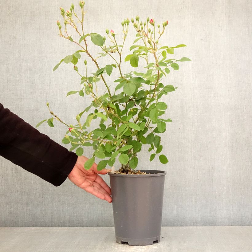Rosal Harlow Carr Maceta 4L/5L Ejemplar entregado en la primavera