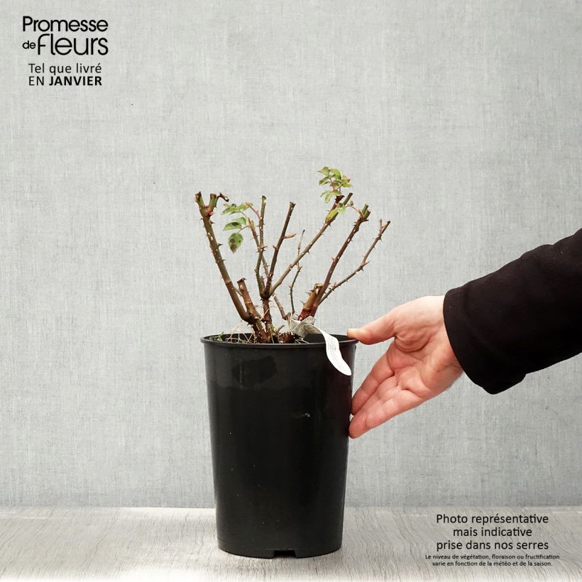 Rosal Imogen Maceta 4L/5L Ejemplar entregado en invierno