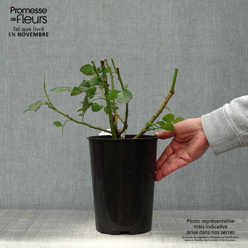 Ejemplar de Rosal James Galway Maceta 4L/5L entregado en otoño