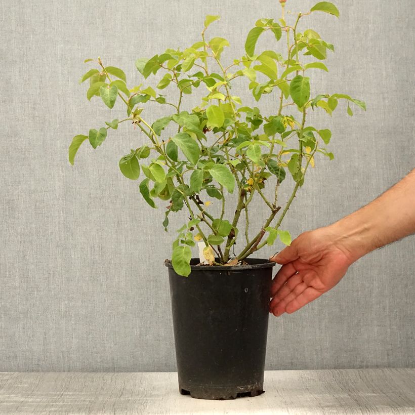 Ejemplar de Rosal James L. Austin Maceta 3L/4L entregado en verano