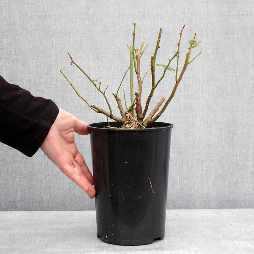 Rosal Lady Of Shalott Maceta 4L/5L Ejemplar entregado en invierno