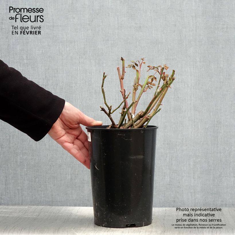 Rosal Lichfield Angel Maceta 4L/5L Ejemplar entregado en invierno