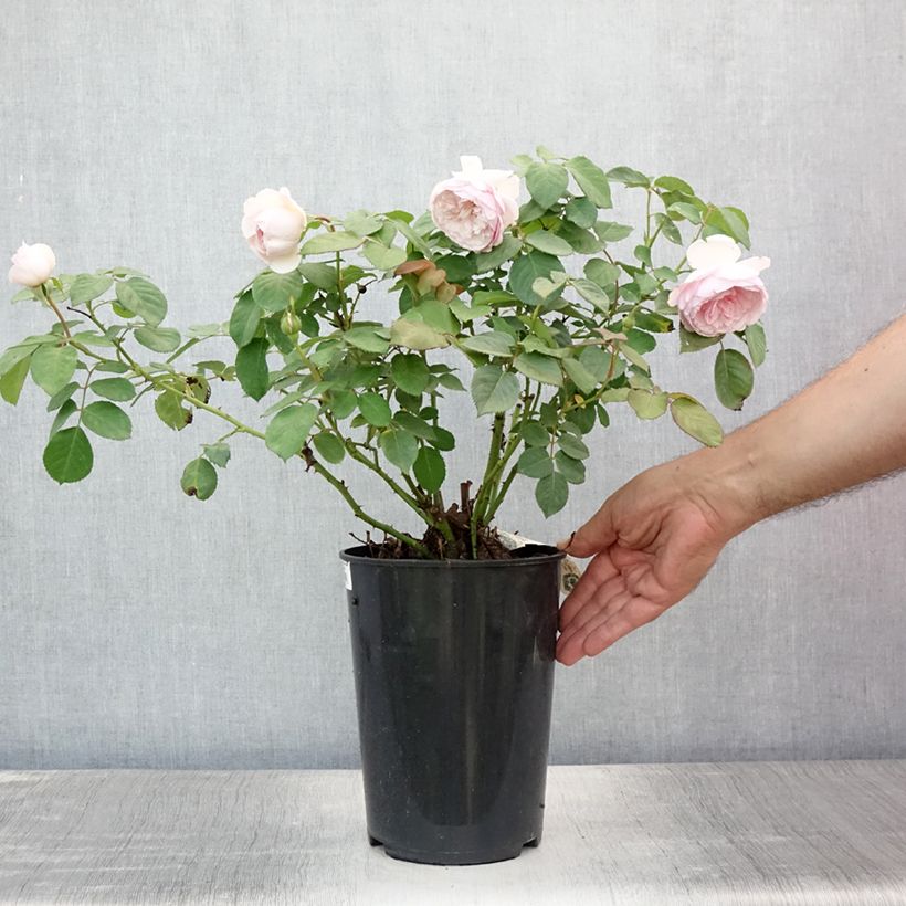 Ejemplar de Rosal Olivia Rose Austin Maceta 4L/5L entregado en verano