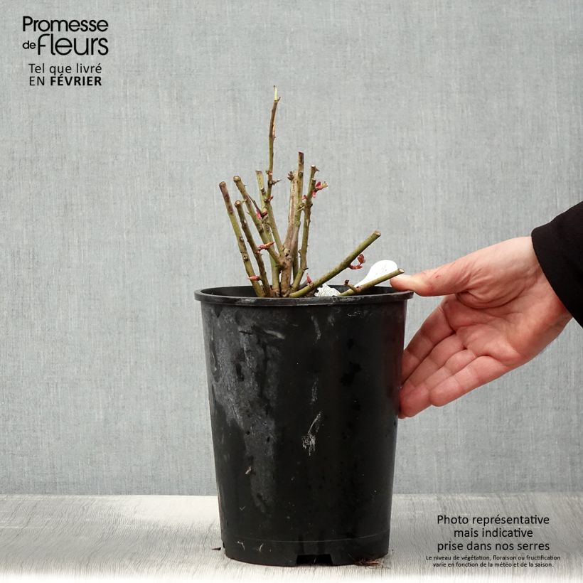 Rosal Port Sunlight Maceta 4L/5L Ejemplar entregado en invierno