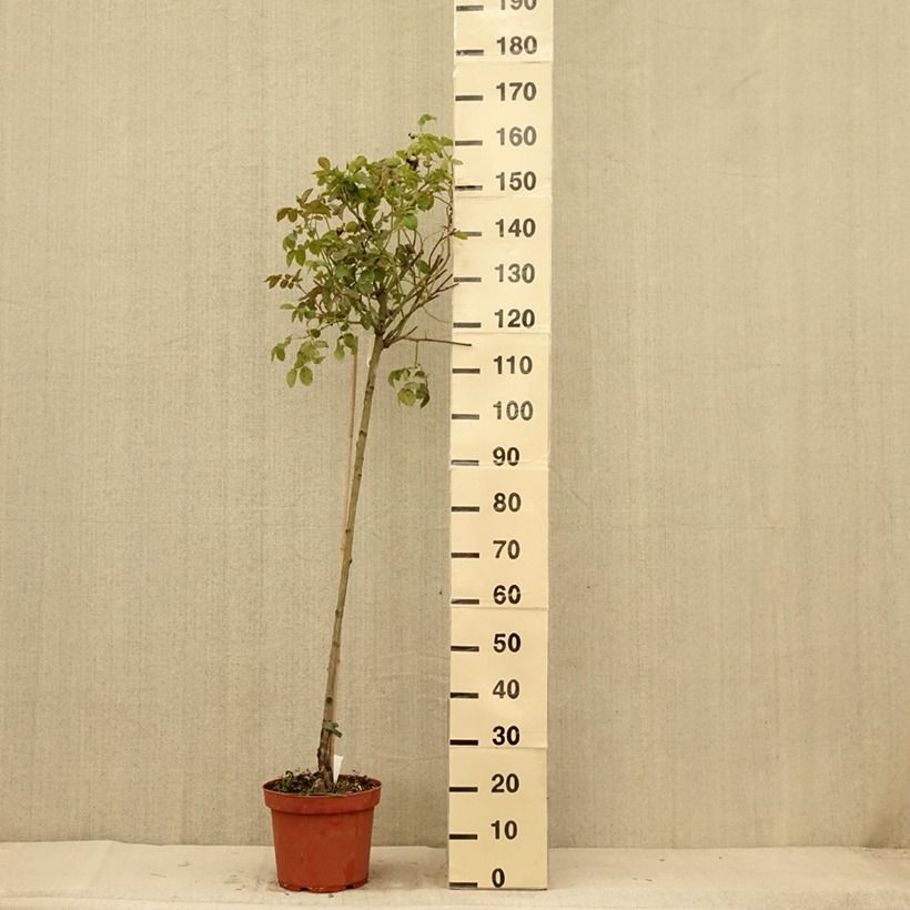 Ejemplar de Rosal Port Sunlight Maceta 7,5L/10L, Tallo entregado en verano