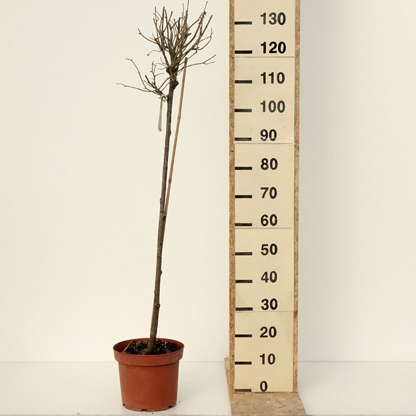Rosal Port Sunlight Maceta 7,5L/10L, Tallo Ejemplar entregado en invierno