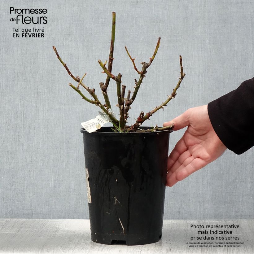 Rosal Roald Dahl Maceta 4L/5L Ejemplar entregado en invierno