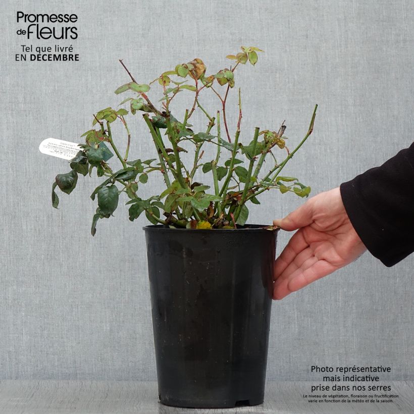 Ejemplar de Rosal Scepter'd Isle Maceta 4L/5L entregado en otoño
