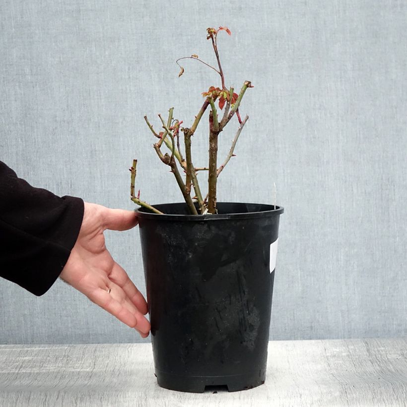 Ejemplar de Rosal Strawberry Hill Maceta 4L/5L entregado en otoño