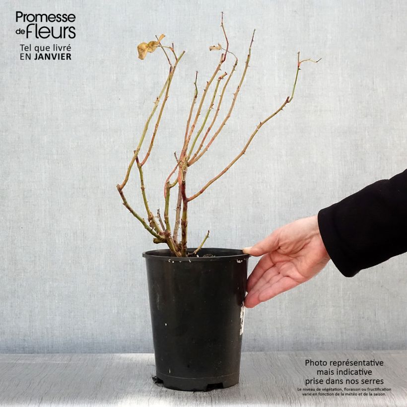 Rosal Strawberry Hill Maceta 4L/5L Ejemplar entregado en invierno