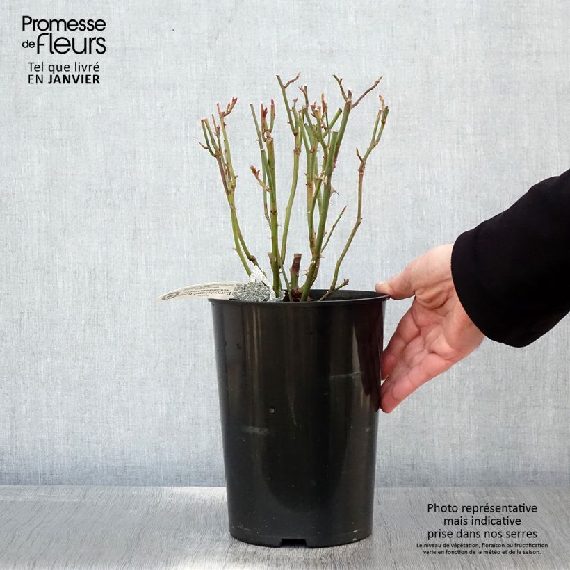 Rosal Summer Song Maceta 4L/5L Ejemplar entregado en invierno