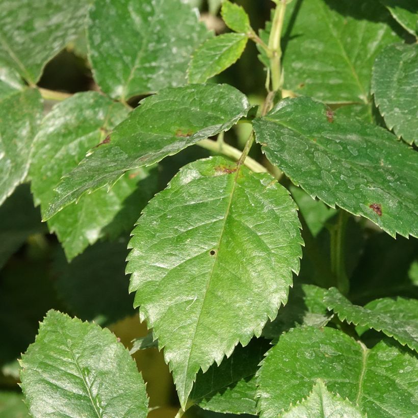 Rosal Summer Song (Follaje)
