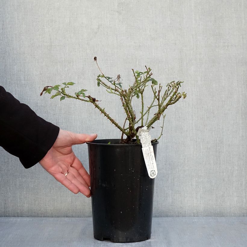 Rosal The Country Parson Maceta 4L/5L Ejemplar entregado en invierno