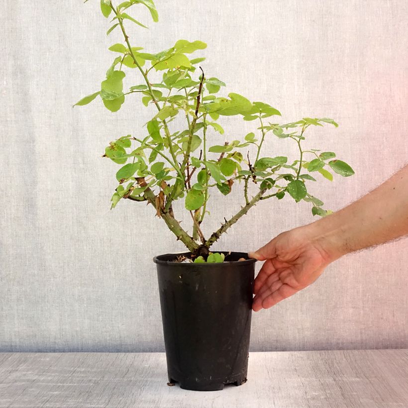 Ejemplar de Rosal The Lady Gardener Maceta 4L/5L entregado en verano