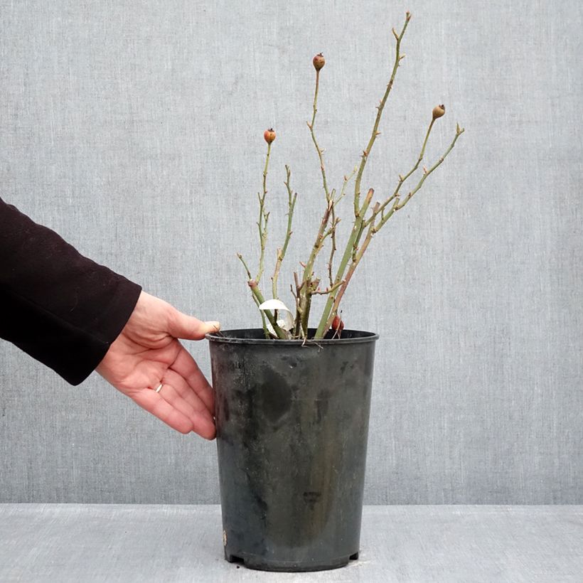 Rosal The Lark Ascending Maceta 4L/5L Ejemplar entregado en invierno