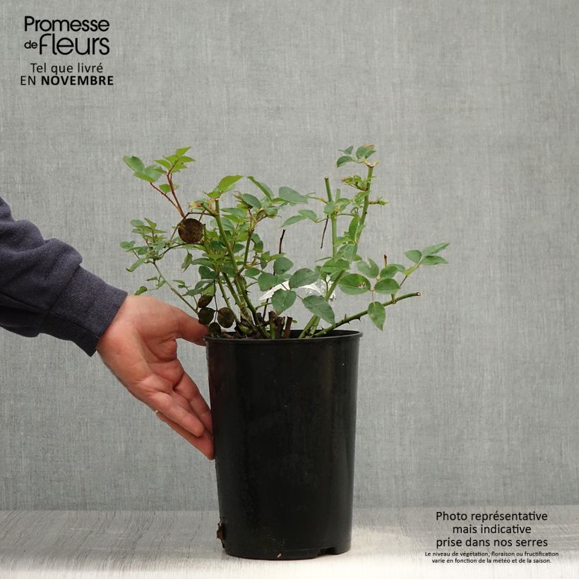 Ejemplar de Rosal The Pilgrim Maceta 4L/5L entregado en otoño