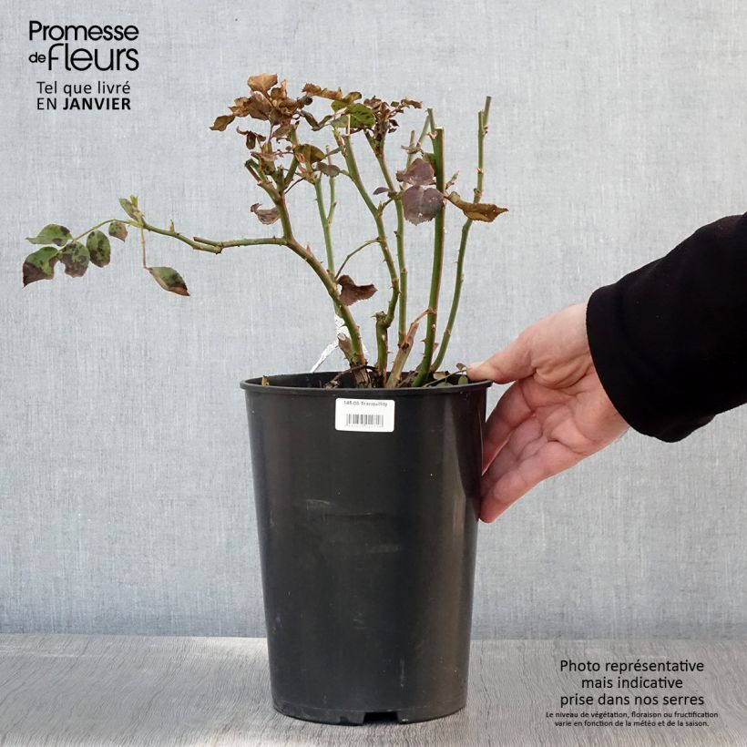 Rosal Tranquillity Maceta 4L/5L Ejemplar entregado en invierno