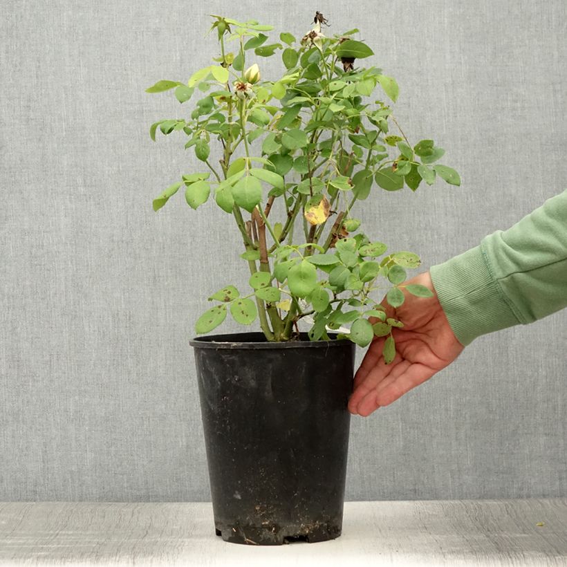 Ejemplar de Rosier David Austin Vanessa Bell Pot de 4L/5L entregado en verano