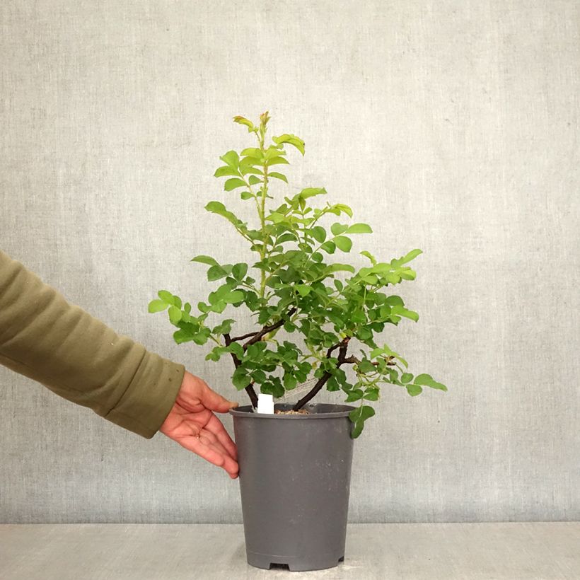 Rosal rugosa Wild Edric - Aushedge Maceta 4L/5L Ejemplar entregado en la primavera