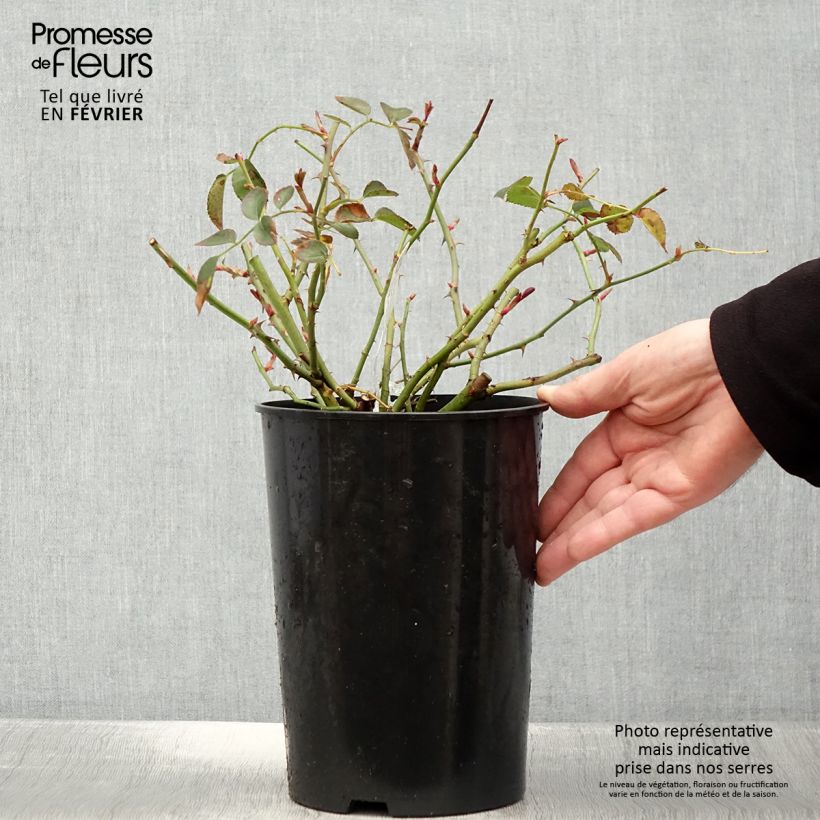 Rosal Wildeve Maceta 4L/5L Ejemplar entregado en invierno