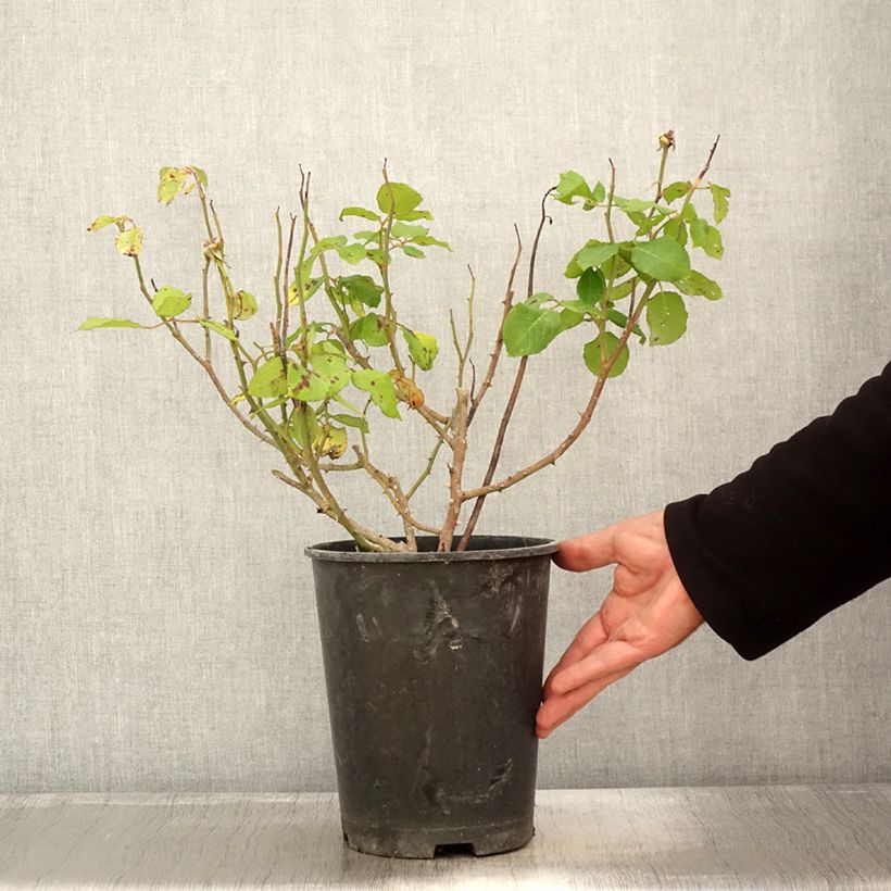 Ejemplar de Rosal William Shakespeare 2000 Maceta 4L/5L entregado en otoño