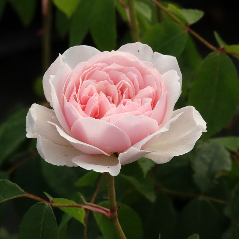 Rosal Wisley 2008 (Floración)