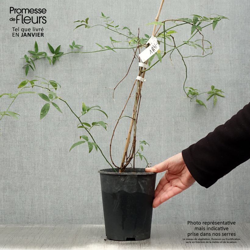 Rosa banksiae var. banksiae Alba Plena - Rosal de Banksia Maceta 2L/3L Ejemplar entregado en invierno