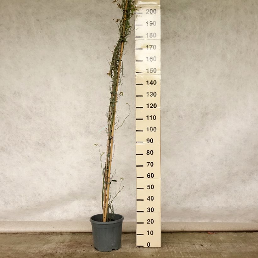 Ejemplar de Rosa banksiae var. banksiae Alba Plena - Rosal de Banksia Maceta 6L/7L entregado en verano