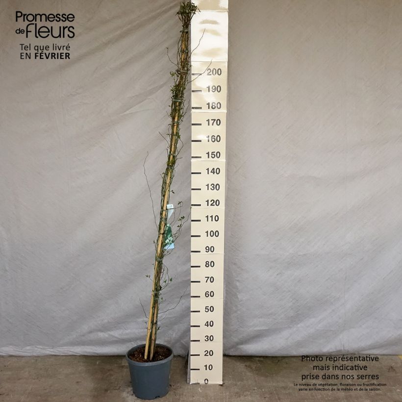 Rosa banksiae var. banksiae Alba Plena - Rosal de Banksia Maceta 6L/7L Ejemplar entregado en invierno