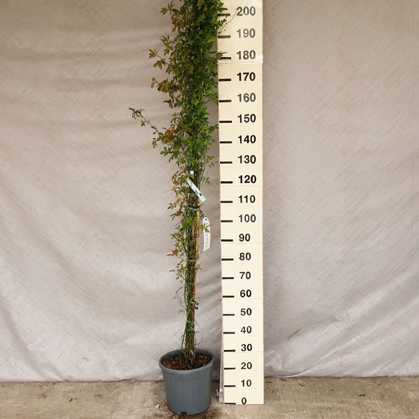 Rosa banksiae var. banksiae Alba Plena - Rosal de Banksia Maceta 6L/7L Ejemplar entregado en la primavera