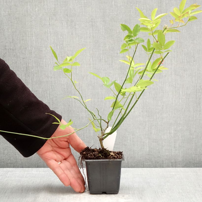 Rosa banksiae var. banksiae Alba Plena - Rosal de Banksia Maceta de 8/9 cm Ejemplar entregado en la primavera