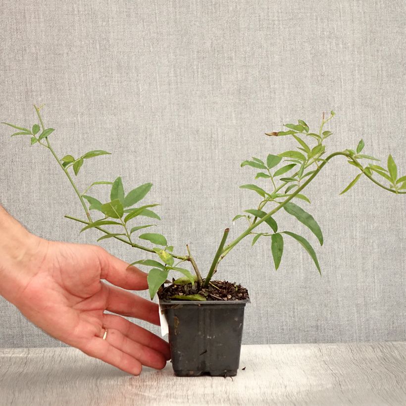 Ejemplar de Rosa banksiae Lutea - Rosal de Banksia Maceta de 8/9 cm entregado en verano