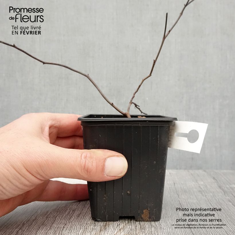 Rosa banksiae Lutea - Rosal de Banksia Maceta de 8/9 cm Ejemplar entregado en invierno