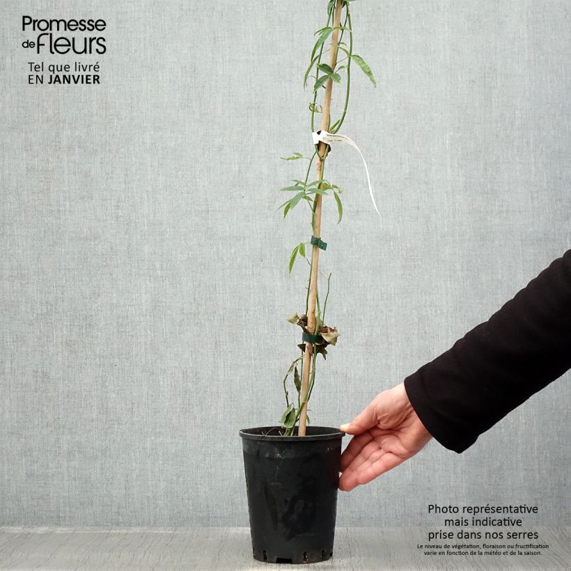 Rosa banksiae Lutea - Rosal de Banksia Maceta 2L/3L Ejemplar entregado en invierno