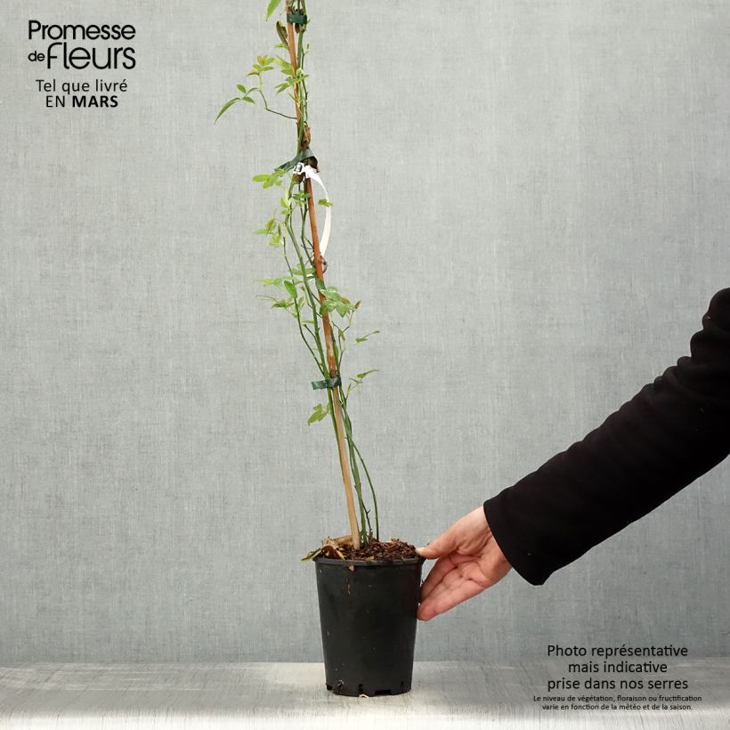 Rosa banksiae Lutea - Rosal de Banksia Maceta 2L/3L Ejemplar entregado en la primavera