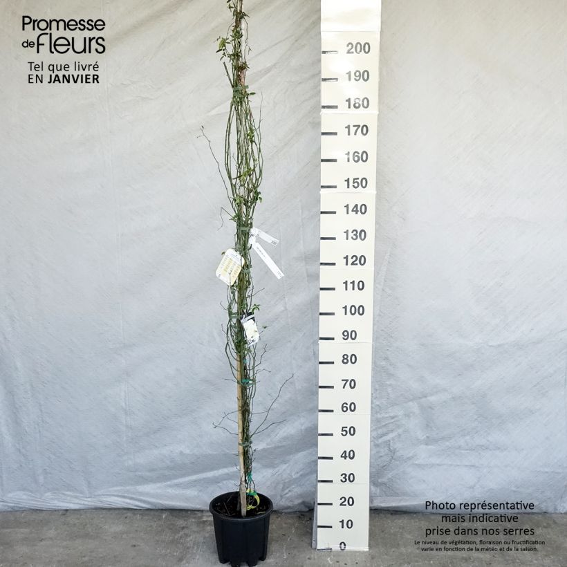 Rosa banksiae Lutea - Rosal de Banksia Maceta 7,5L/10L Ejemplar entregado en invierno