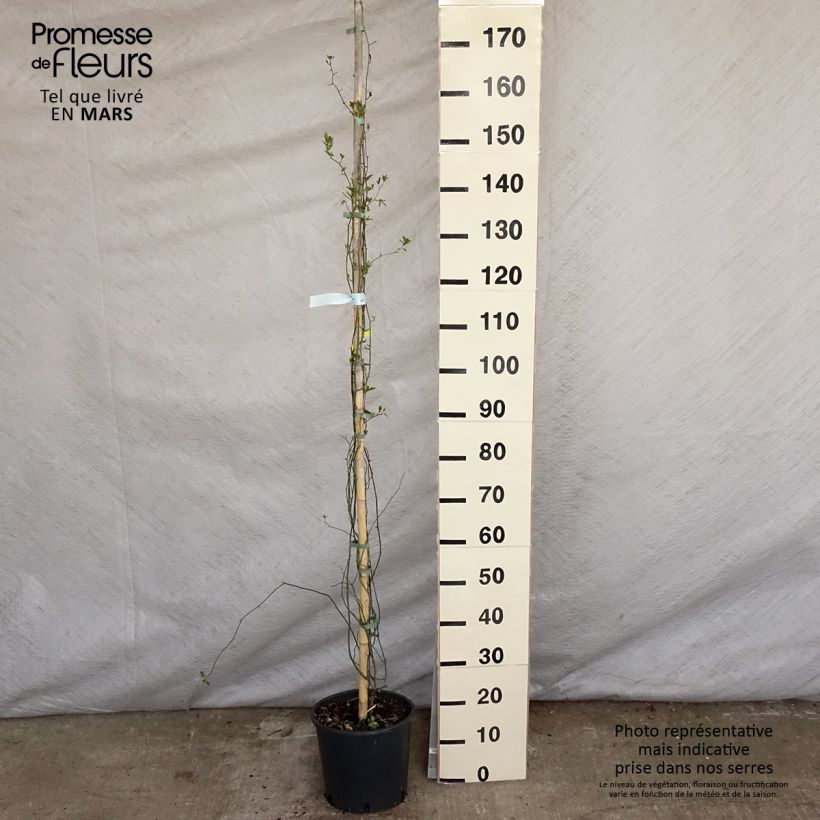 Rosa banksiae Lutea - Rosal de Banksia Maceta 7,5L/10L Ejemplar entregado en la primavera