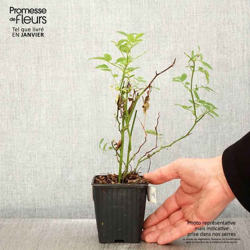 Rosa banksiae Rosea - Rosal de Banksia Maceta de 8/9 cm Ejemplar entregado en invierno