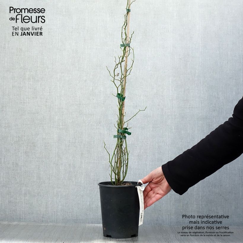 Rosa banksiae Rosea - Rosal de Banksia Maceta 2L/3L Ejemplar entregado en invierno