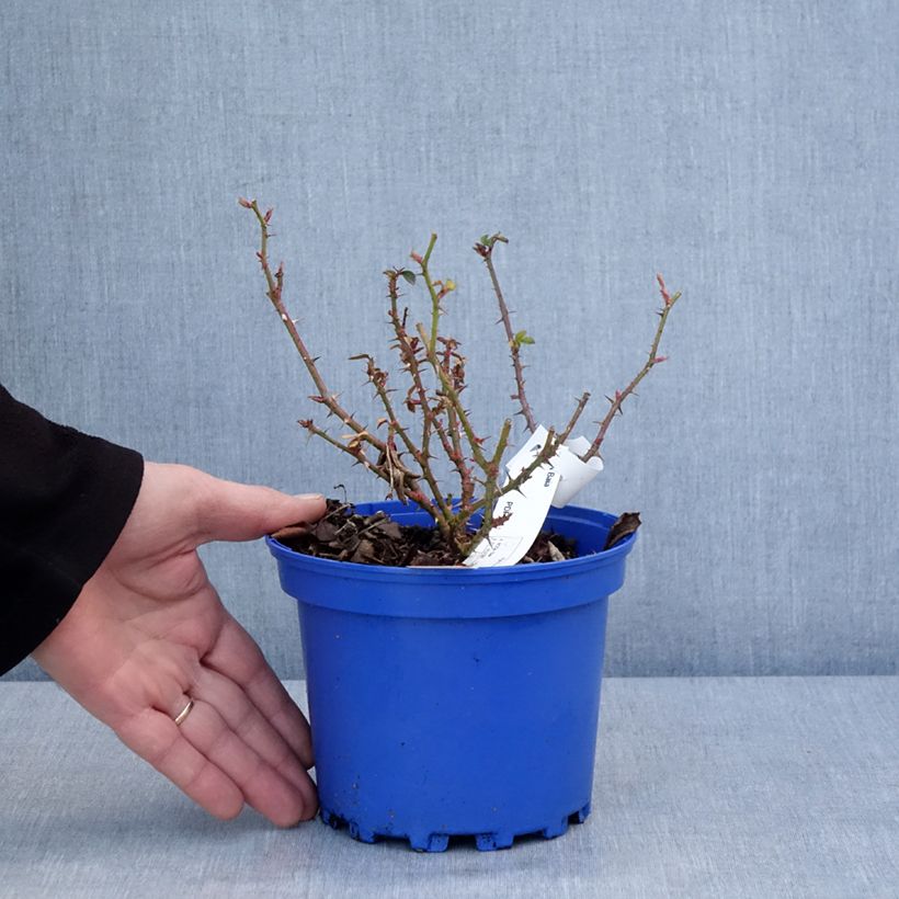 Rosa  Baia® (DECOROSIERS® series) - Rose, Dog Rose, Wild Rose Maceta 2L/3L Ejemplar entregado en invierno