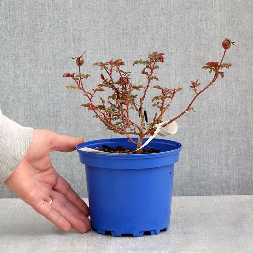 Rosa  Baia® (DECOROSIERS® series) - Rose, Dog Rose, Wild Rose Maceta 2L/3L Ejemplar entregado en la primavera