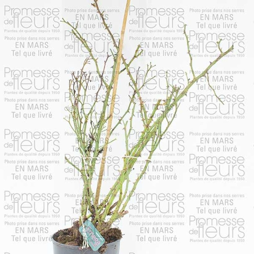 Ejemplo de ejemplar de Rosier Décorosiers EMERA grimpant Pot de 4L/5L tal y como se entrega