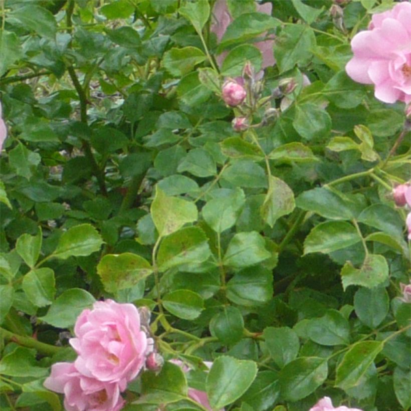 Rosal NOAmel (Follaje)