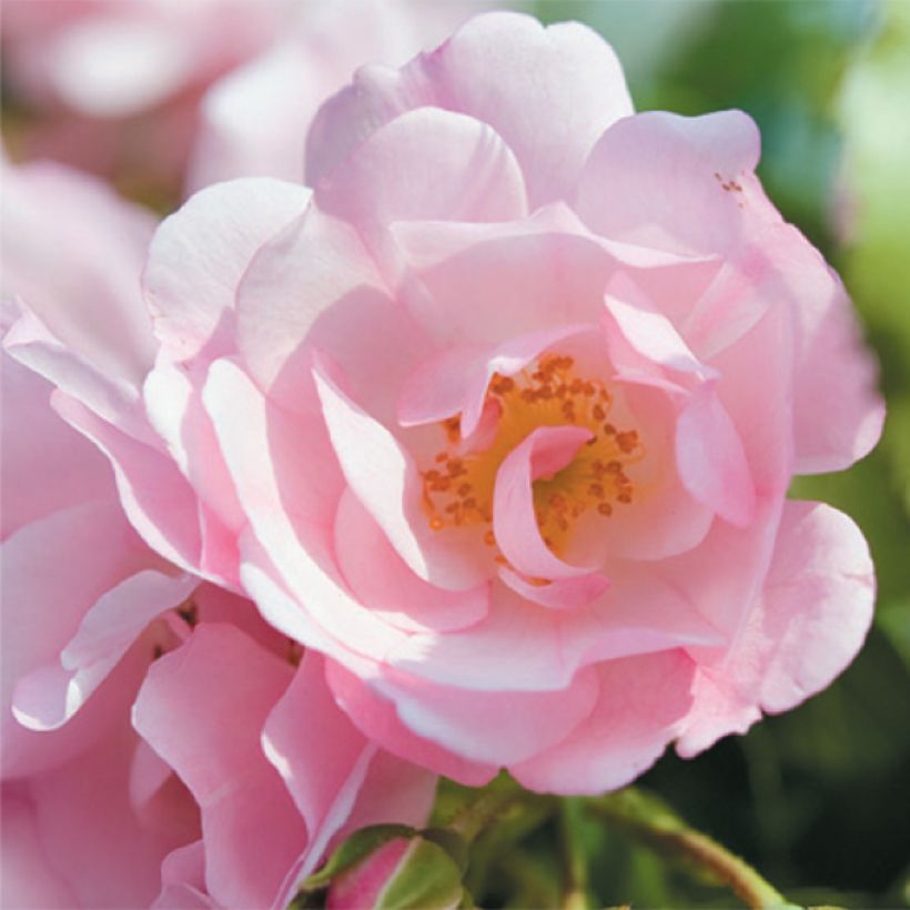 Rosal NOAmel (Floración)